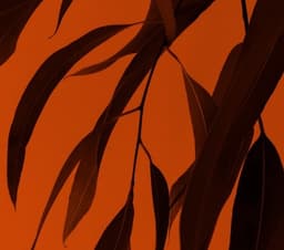 How to be a Front-end Developer